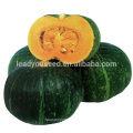 Semillas de calabaza verdes dulces híbridas PU08 Jinyuan f1, semillas de calabaza en agricultura